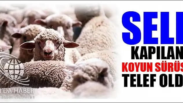 SELE KAPILAN 15 KOYUN TELEF OLDU