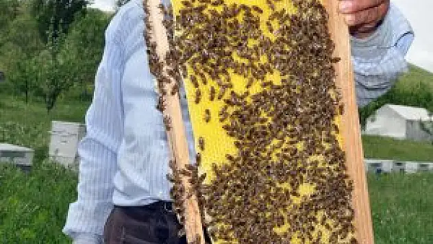 Gezgin arıcılar Muş'a gelmeye başladı