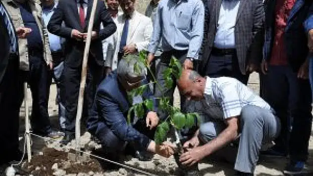 Adilcevaz'da örnek ceviz bahçesi kuruldu