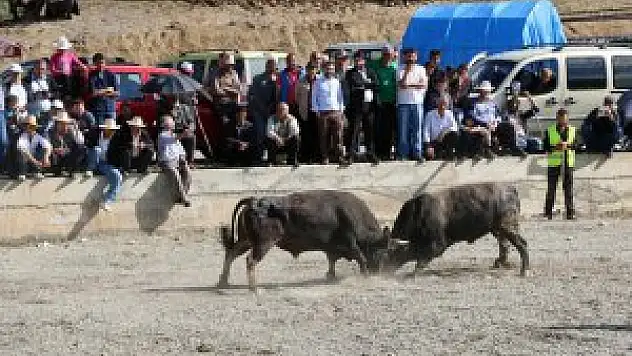 6. İspir Boğa Güreşleri Festivali