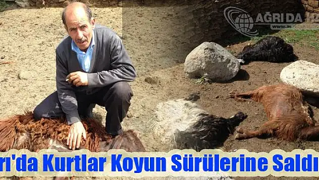 Ağrı'da Kurtlar Koyun Sürülerine Saldırdı