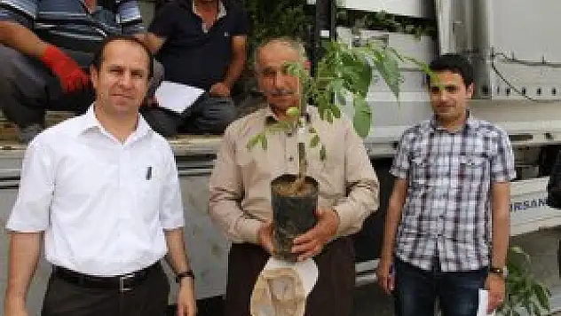 Şemdinli'de ceviz fidanı dağıtımı