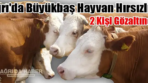 Ağrı'da Büyükbaş Hayvan Hırsızlığı