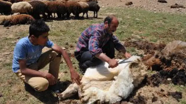 Muş'ta koyun kırpma sezonu başladı