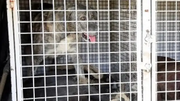 Van'da başıboş köpek 30 kişiyi ısırdı