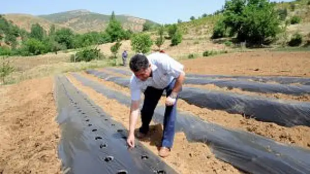 Hizan'da 'Çilek Yetiştiriciliği' Projesi