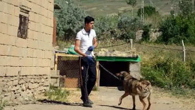 Van'daki başıboş köpek saldırısı