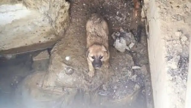 Mahsur kalan köpekleri, vatandaşlar kurtardı