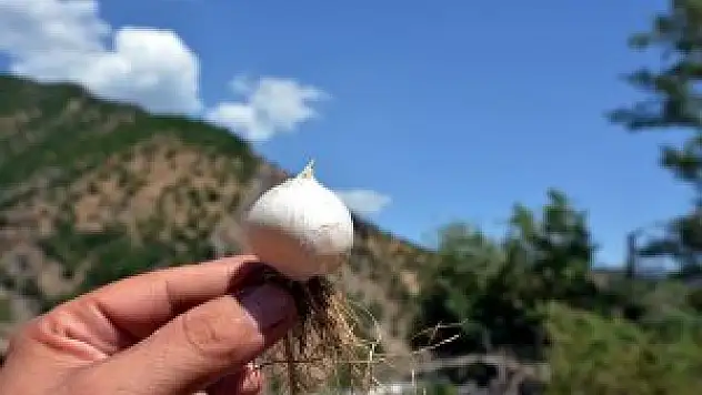 Tunceli sarımsağına dokunan 'yanacak'