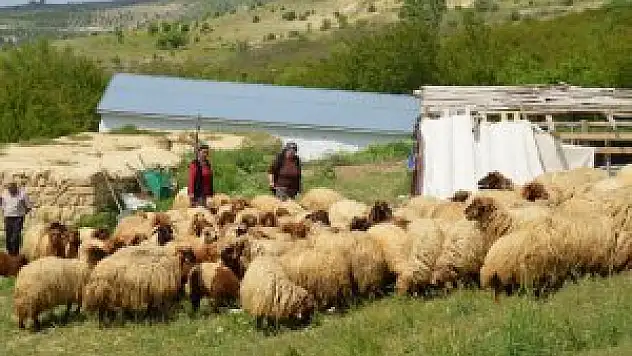 Sertifikalı kadın çobanlar