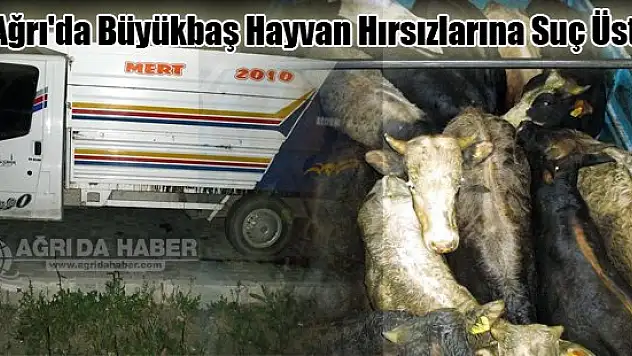 Ağrı'da Büyükbaş Hayvan Hırsızlarına Suç Üstü
