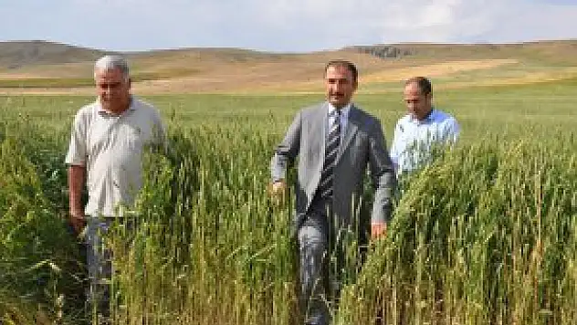 Muş'ta buğday veriminde artış bekleniyor