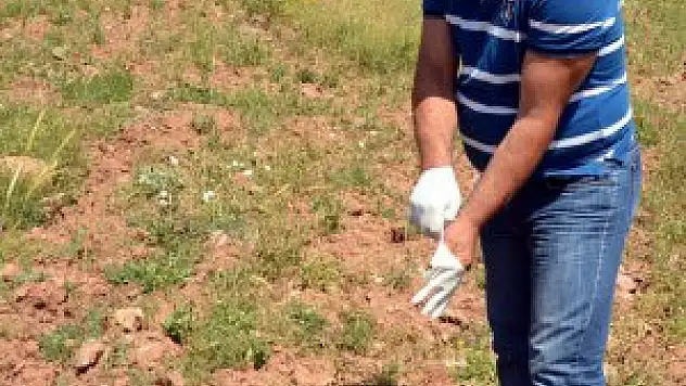 Tunceli'de ayı yavrusu ölü bulundu