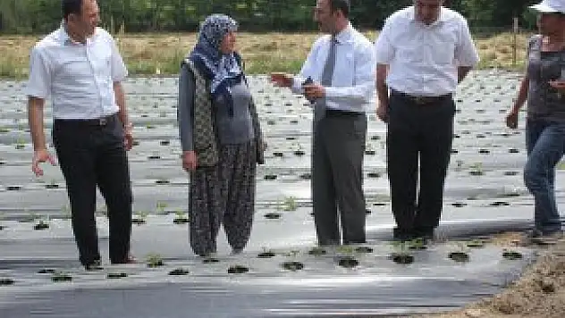 Muş'ta kadınlar çilek yetiştiriyor