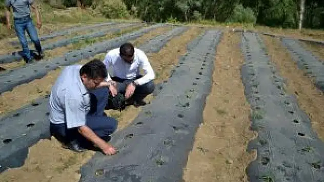 Hizan'da çilek yetiştiriciliği