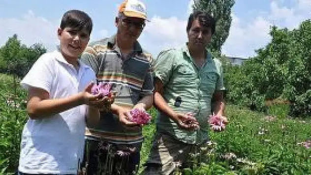Şifa kaynağı ekinezya yok satıyor