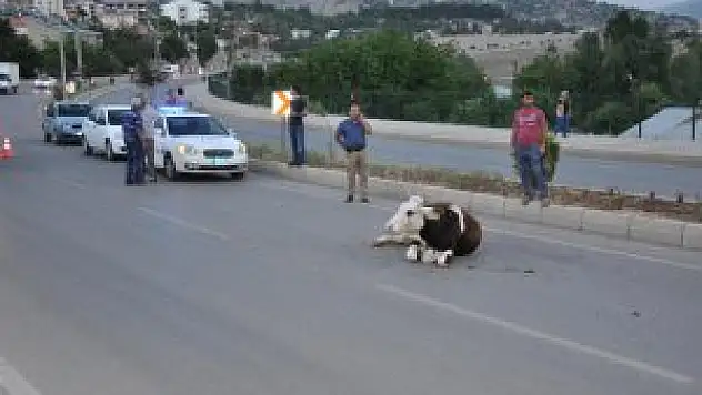Tunceli'de otomobil ineğe çaptı