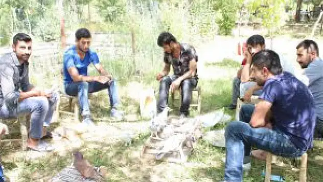 Güvercin sevgisi geçim kaynağı oldu