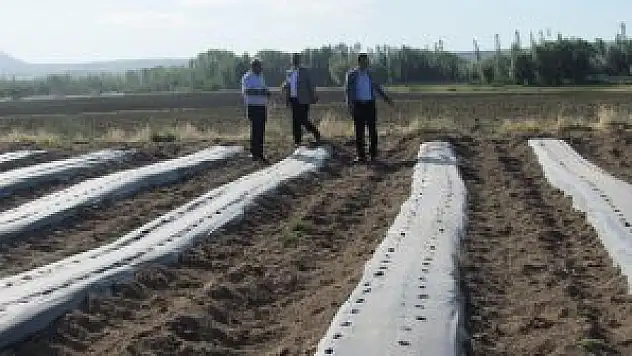 Ahlat'ta çilek yetiştiriciliği