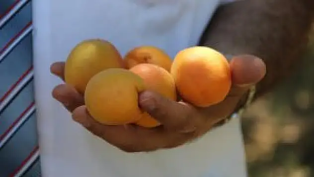 Vitamin deposu kayısı iftar sofralarının 'baş tacı'