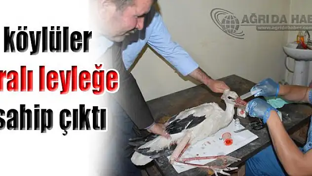 köylüler Yaralı leyleğe  sahip çıktı