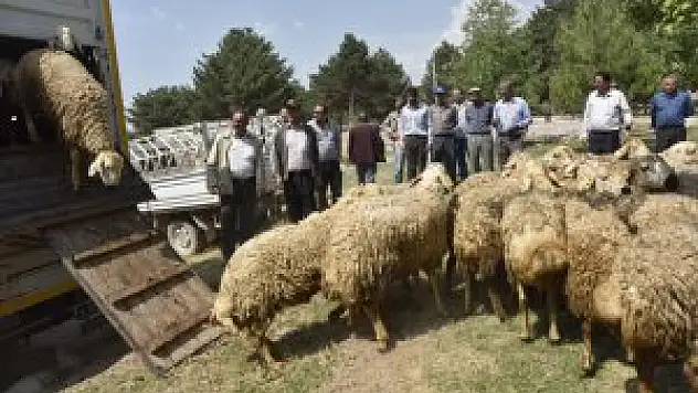 Besicilere damızlık koç dağıtımı