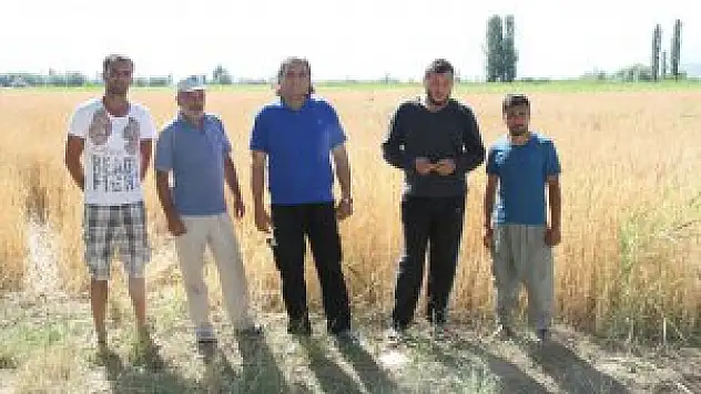 Erzincan'da domuzlar buğday tarlalara zarar verdi