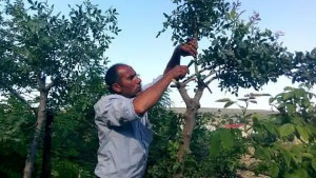 Keban'da menengiç ağaçlarına Antep fıstığı aşılandı