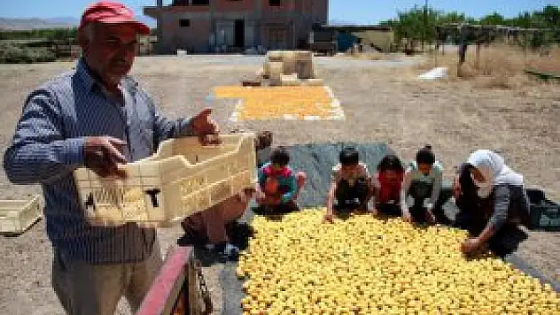 'Dünya kayısı başkenti'nde hasat zamanı