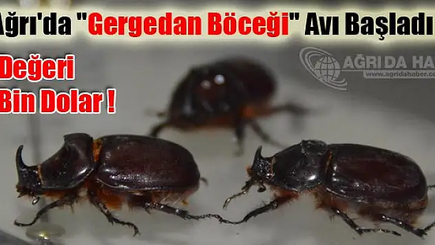 Ağrı'da 'Gergedan Böceği' Avı Başladı !