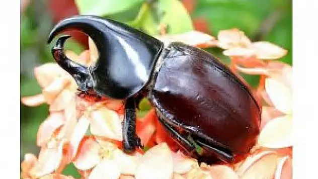 Gergedan Böceği Nedir?