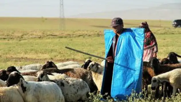 4 bin liraya çalışacak çoban bulamıyorlar