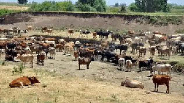 Muş'ta Halk Elinde Manda Islahı Projesi