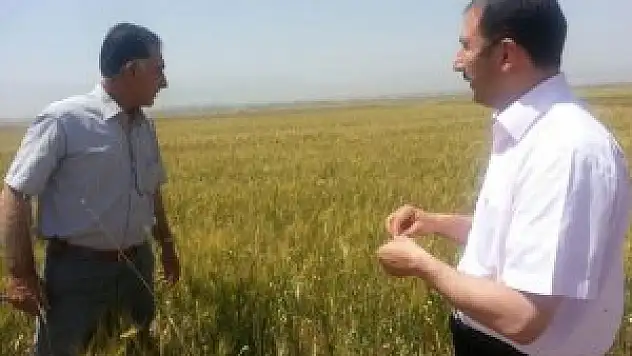 Çolakoğlu, buğday tarlalarını inceledi
