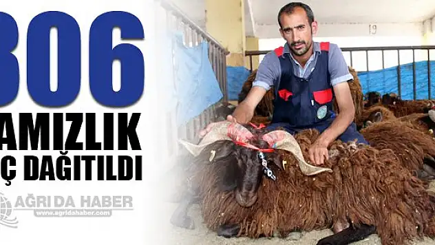 Ağrı'da çiftçilere 806 damızlık koç dağıtıldı