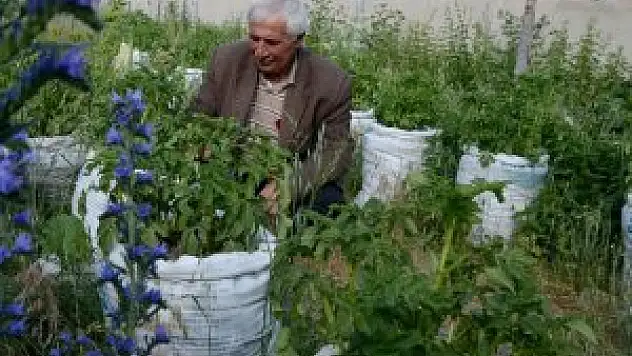 Çuvalda patates yetiştiriyor