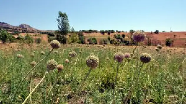Munzur sarımsağı artık tarlada yetiştirilecek