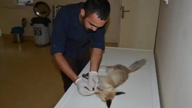 Yaralı tilki tedavi altına alındı