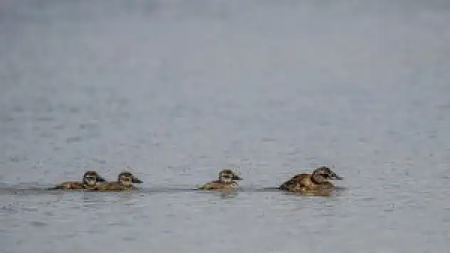 Erçek'te flamingoların görsel şöleni başladı