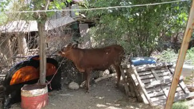 Şehir merkezinde hayvan yetiştiricilerine denetim