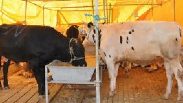 Gümrük vergisi sıfırlanırsa sektörü olumsuz etkiler