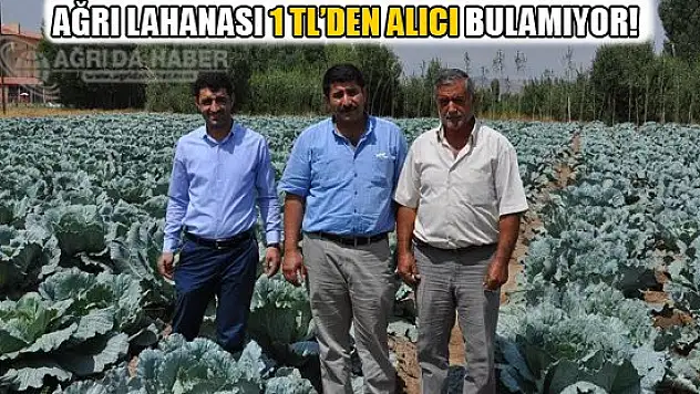Ağrı Lahanası 1 TL'den Alıcı Bulamıyor