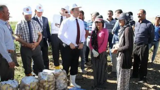 Van'da patates hasadı