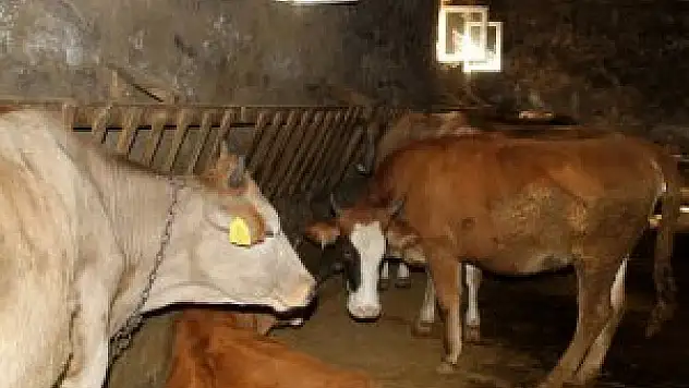Lezzetli et için kurbanlığı strese sokmayın