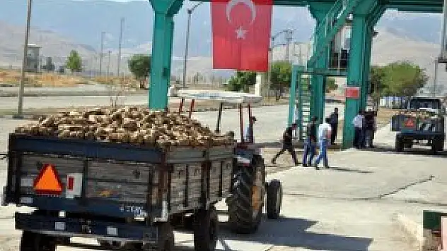 Muş'ta şeker pancarı alımı
