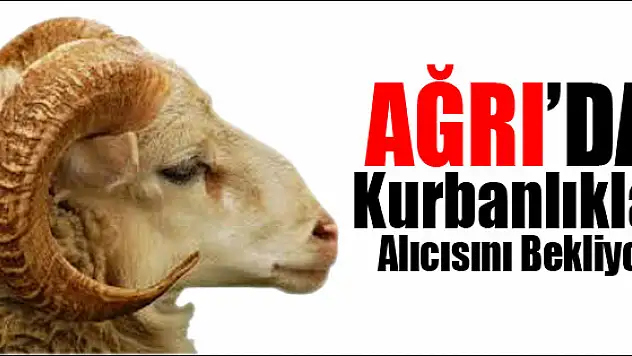 Hayvan Pazarında Kurbanlıklar Alıcısını Bekliyor