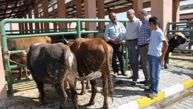 Hayvan pazarlarında durgunluk