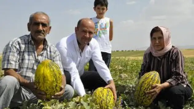 Narmikan kavunu'nun hasadına başlandı