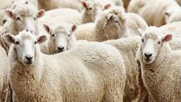Kurban Bayramı'na doğru sayılı gün kaldı