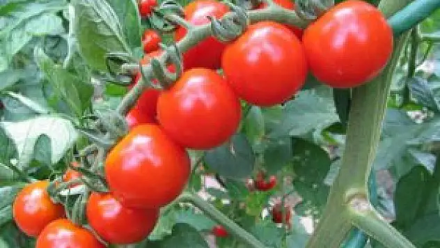 Terör Domates üreticisini olumsuz etkiliyor!